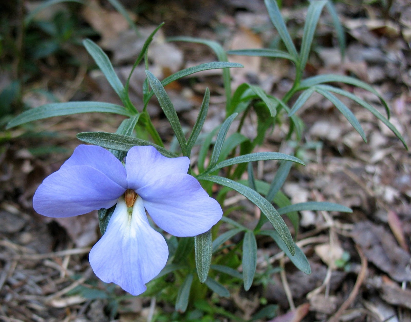 Using Native Plants Violets Are Blue Too