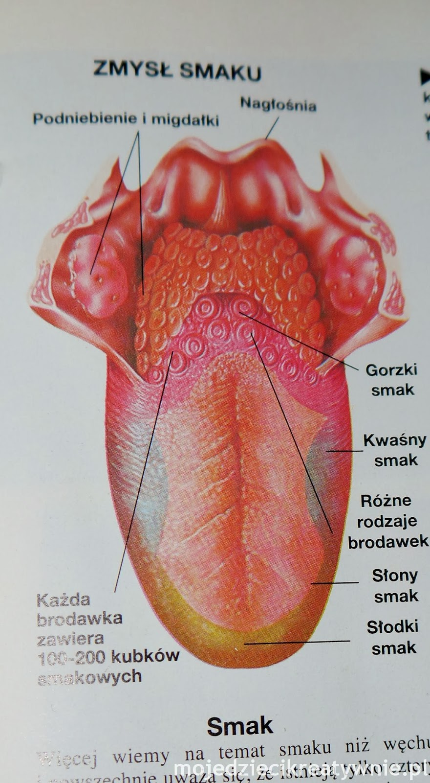 Zmysl Smaku Moje Dzieci Kreatywnie