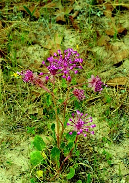 Large-fruited Sand Verbena, Abronia macrocarpa