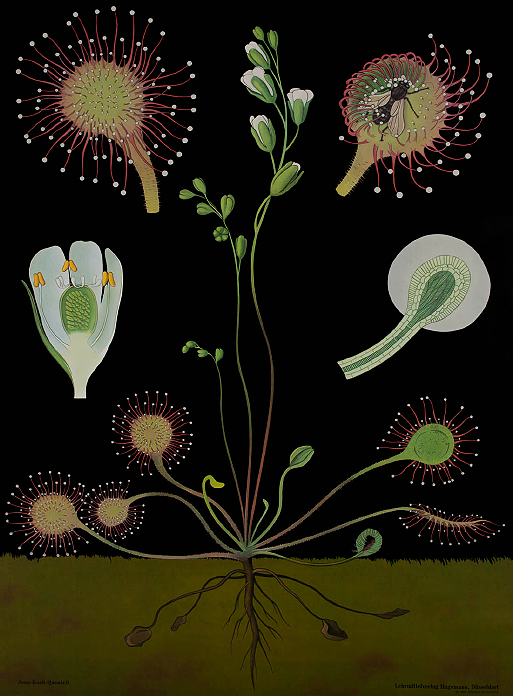 MrBrownThumb The Art of Instruction, Plant and Animal Anatomy Prints