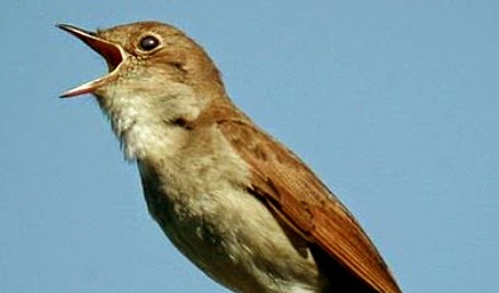 Burung Nightingale suara-burung-ninghtingale_320124