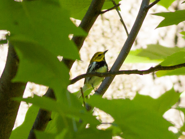 Black-throated Green Warbler - Prospect Park, New York