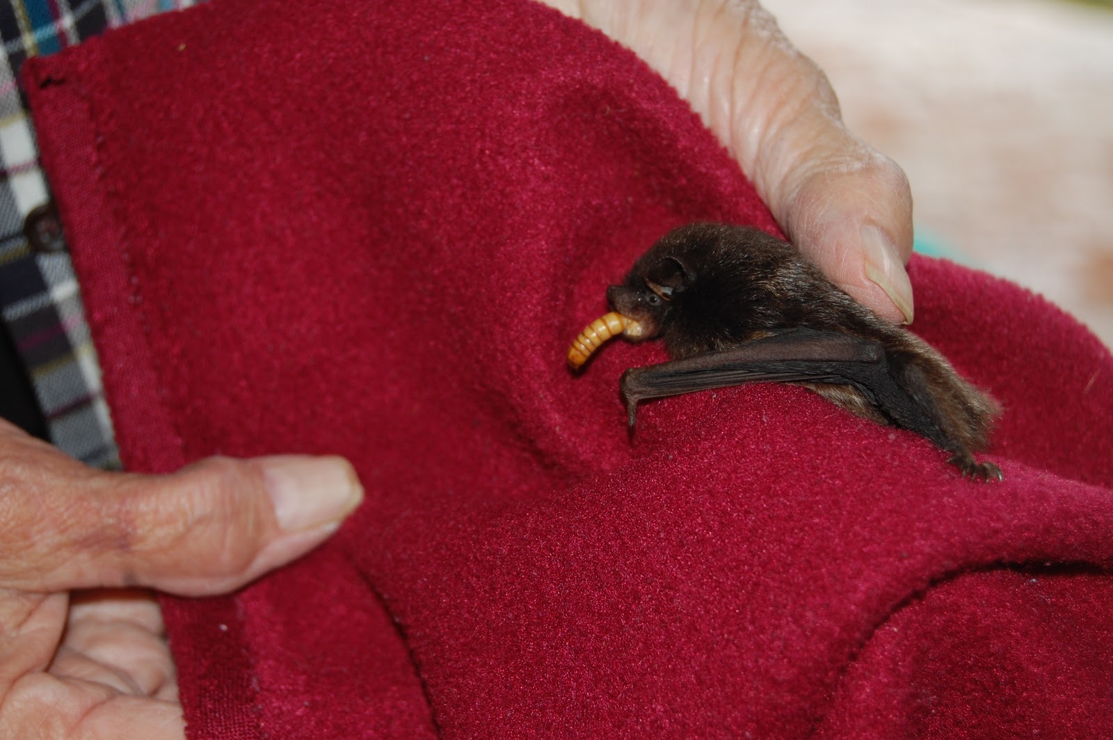 Froggy Holler Batty for Bats, Special Guest!