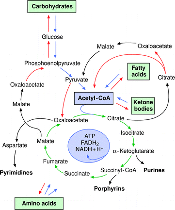 Anabolic and catabolic metabolism pathways