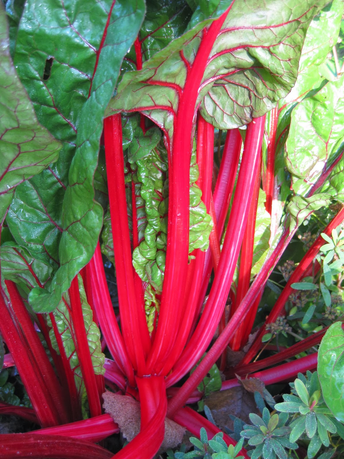 Rotary Botanical Gardens Hort Blog Swiss Chard The Original