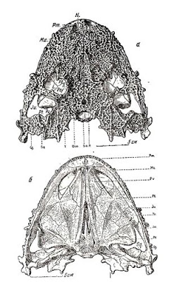 craneo