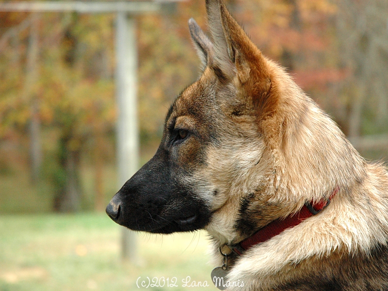 Honeysuckle Lane More of the Same Cute Pets!