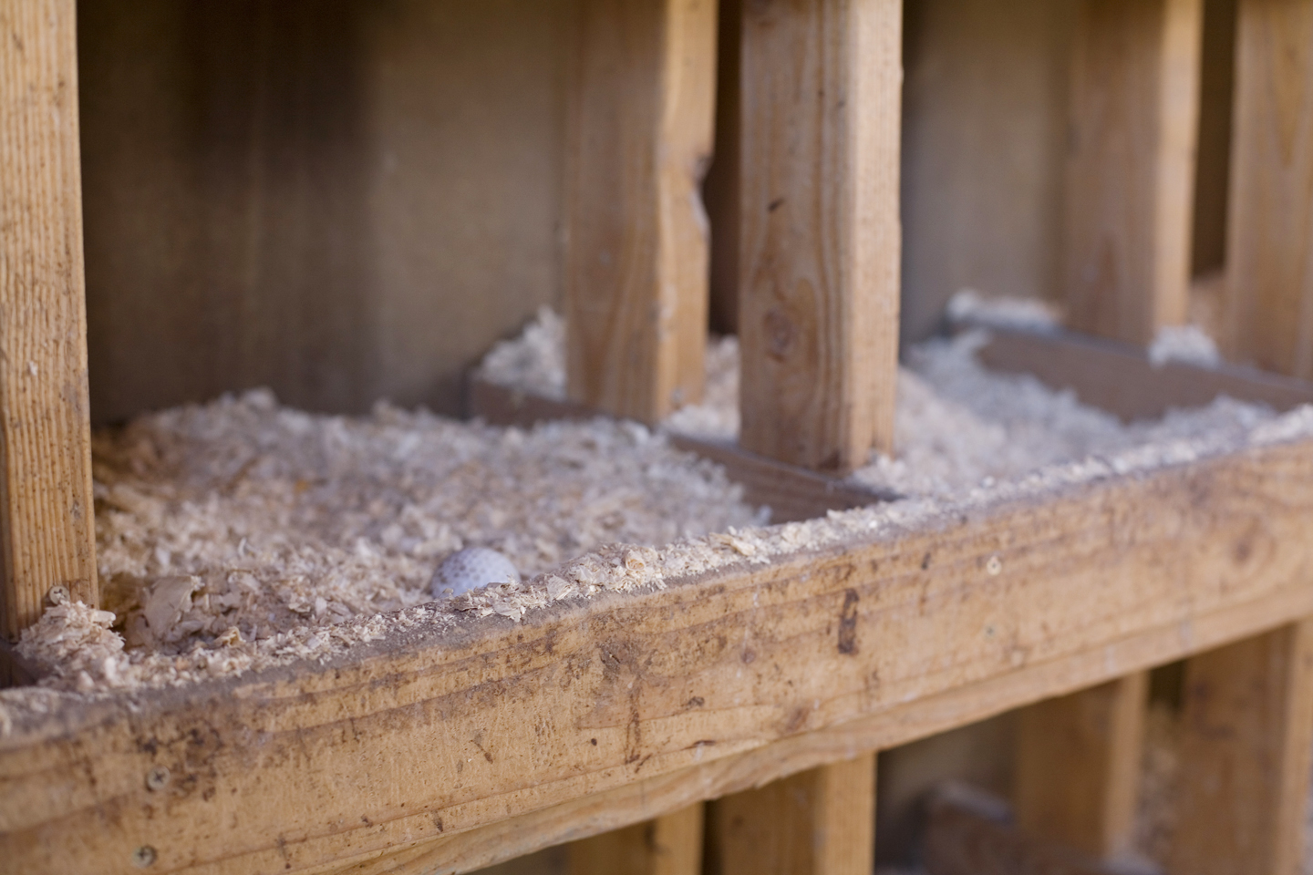 Backyard Farming Getting Chickens Ready for Winter Part 1