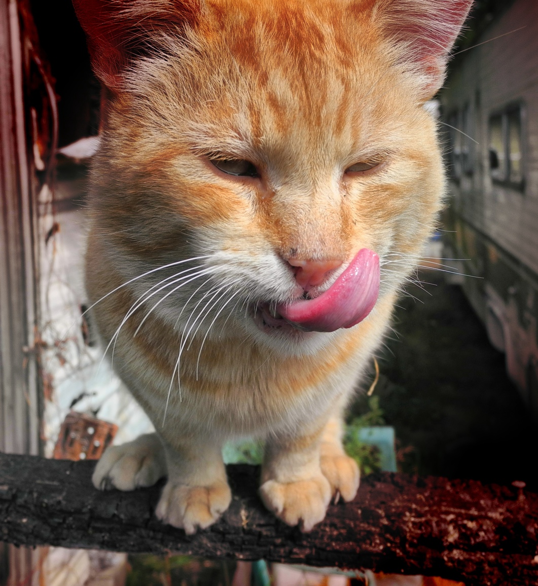 Top 104+ Pictures What Does A Cat's Tongue Look Like Up Close Stunning