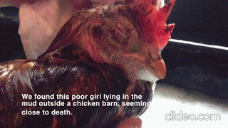Eva, una gallina salvata dopo una vita in gabbia a produrre uova!
