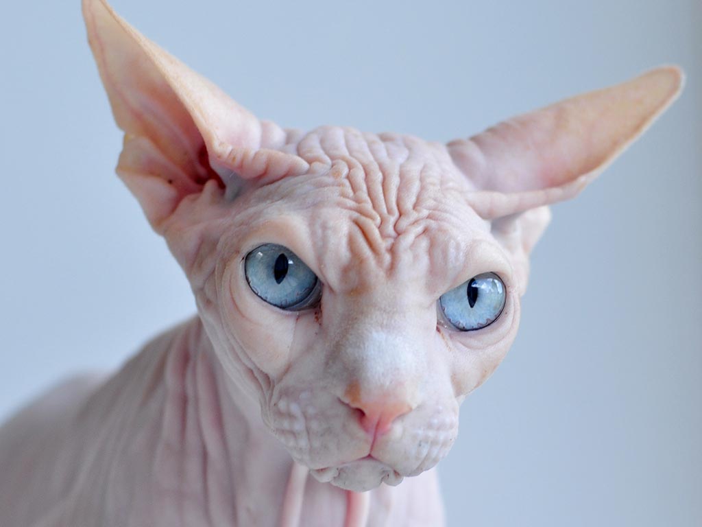 Bald Cats Pictures
