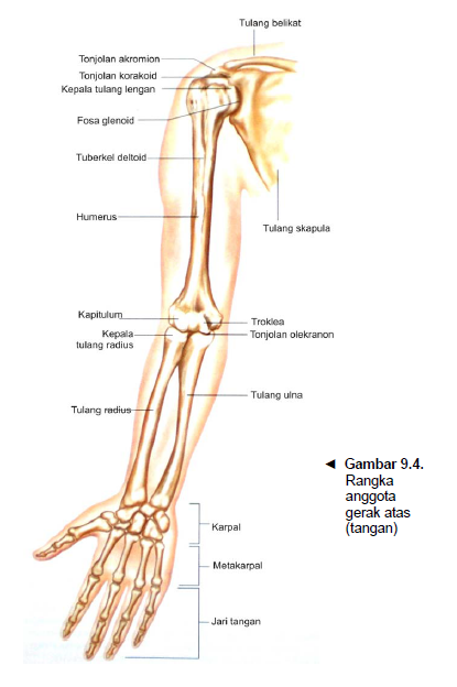 Tulang-tulang anggota gerak atas (lengan)