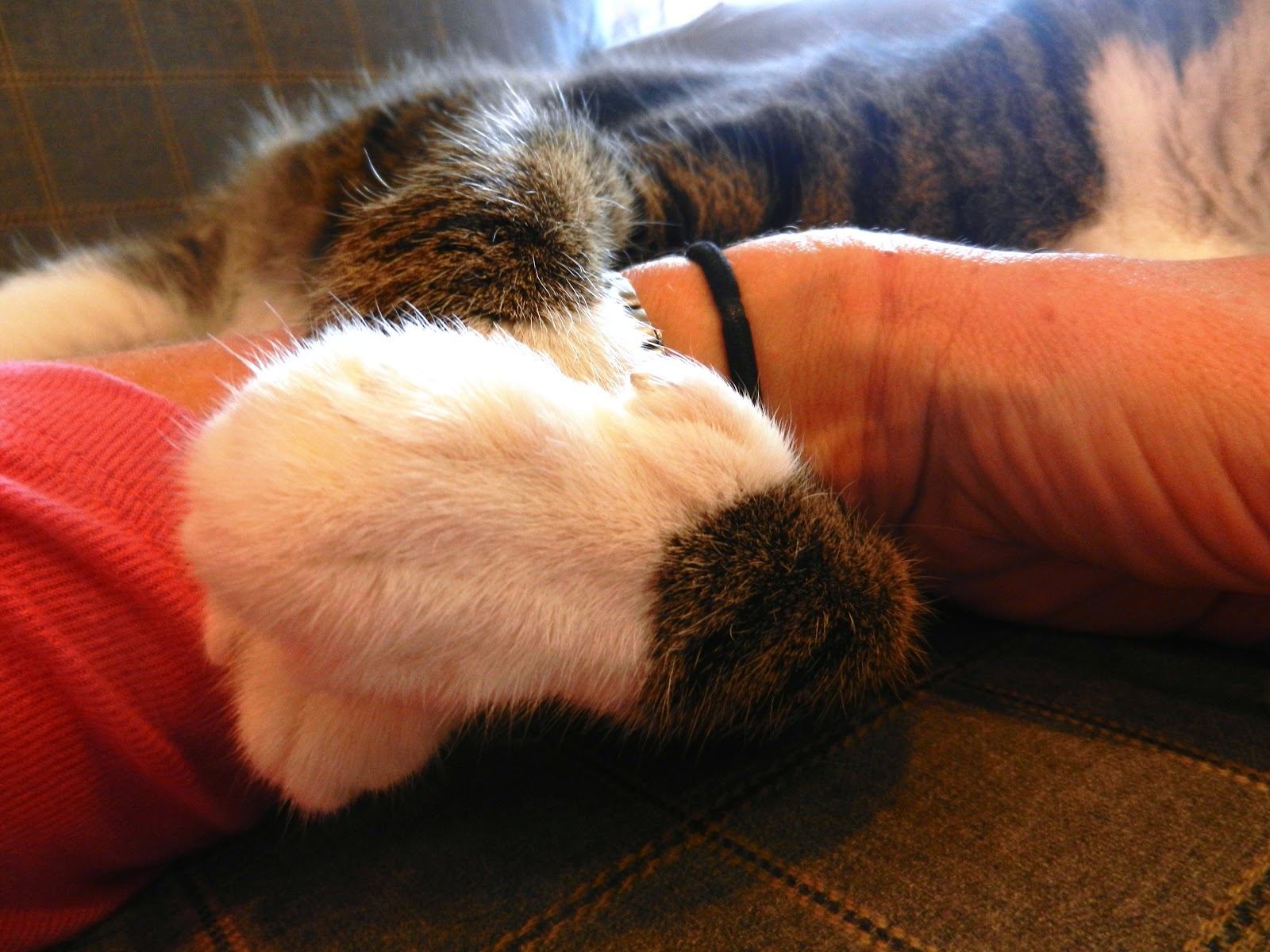 Butt Scratching Cat Butt Scratching Cat