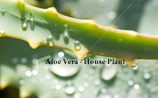 Caring the Aloe Vera Plants