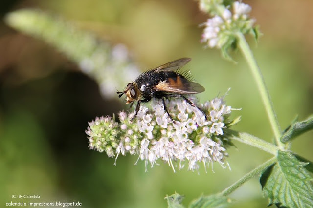 Fliege Pfefferminze Nowickia