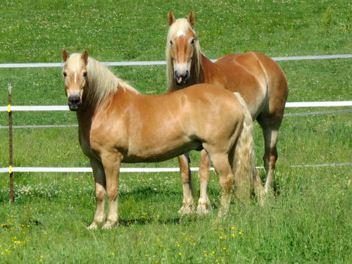 horses