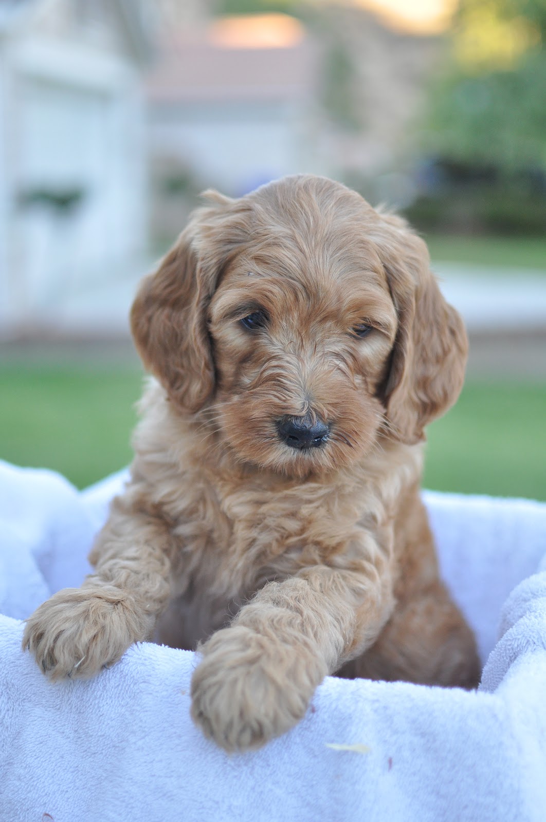 Faithful Doodles Ella S 7 Week Old F1 English Goldendoodles