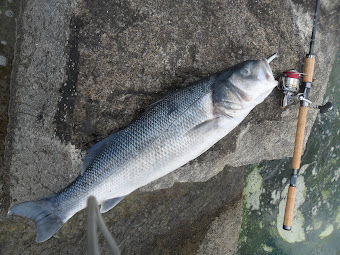 Robalo gigante 7 kilos