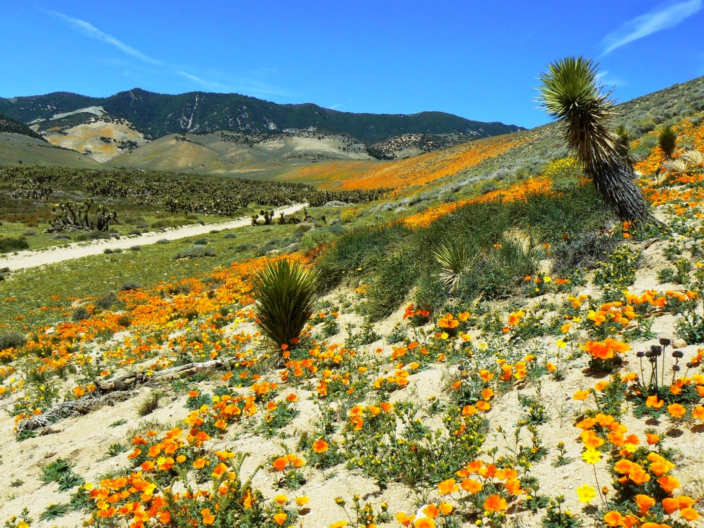 TEJON RANCH DEVELOPMENT tejon ranch development: