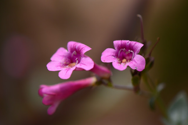 Penstemon parryi