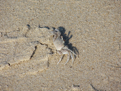 Stalking sand crabs