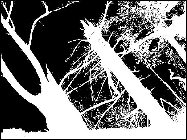 Scrambled Eggs Music August 2015