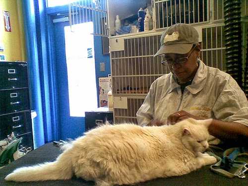 claw cat bagaimana merawat kucing angora dengan benar claw cat bagaimana merawat kucing angora dengan benar