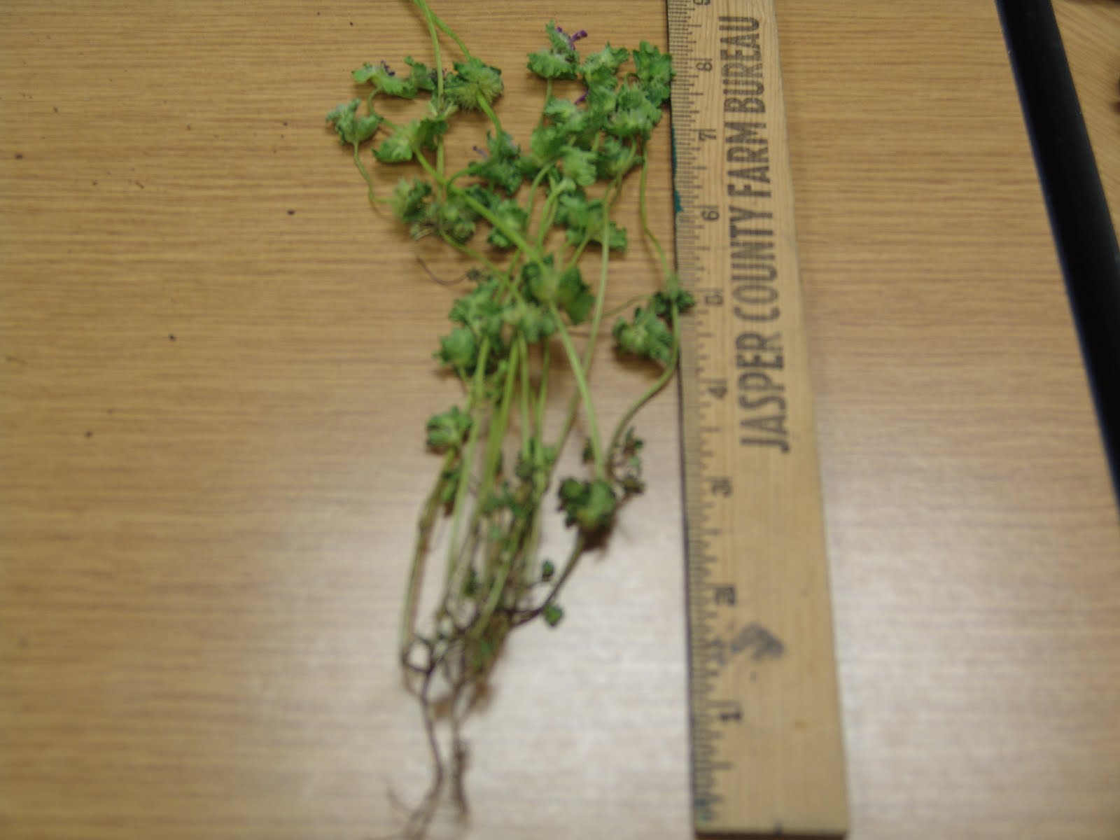 iaTURF: Creeping Charlie or Henbit?