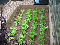 variety of lettuce