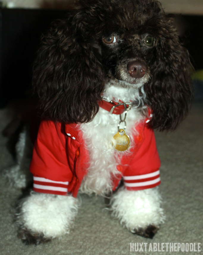 Huxtable The Poodle Toy Poodle Blog Parti Poodle October 2012