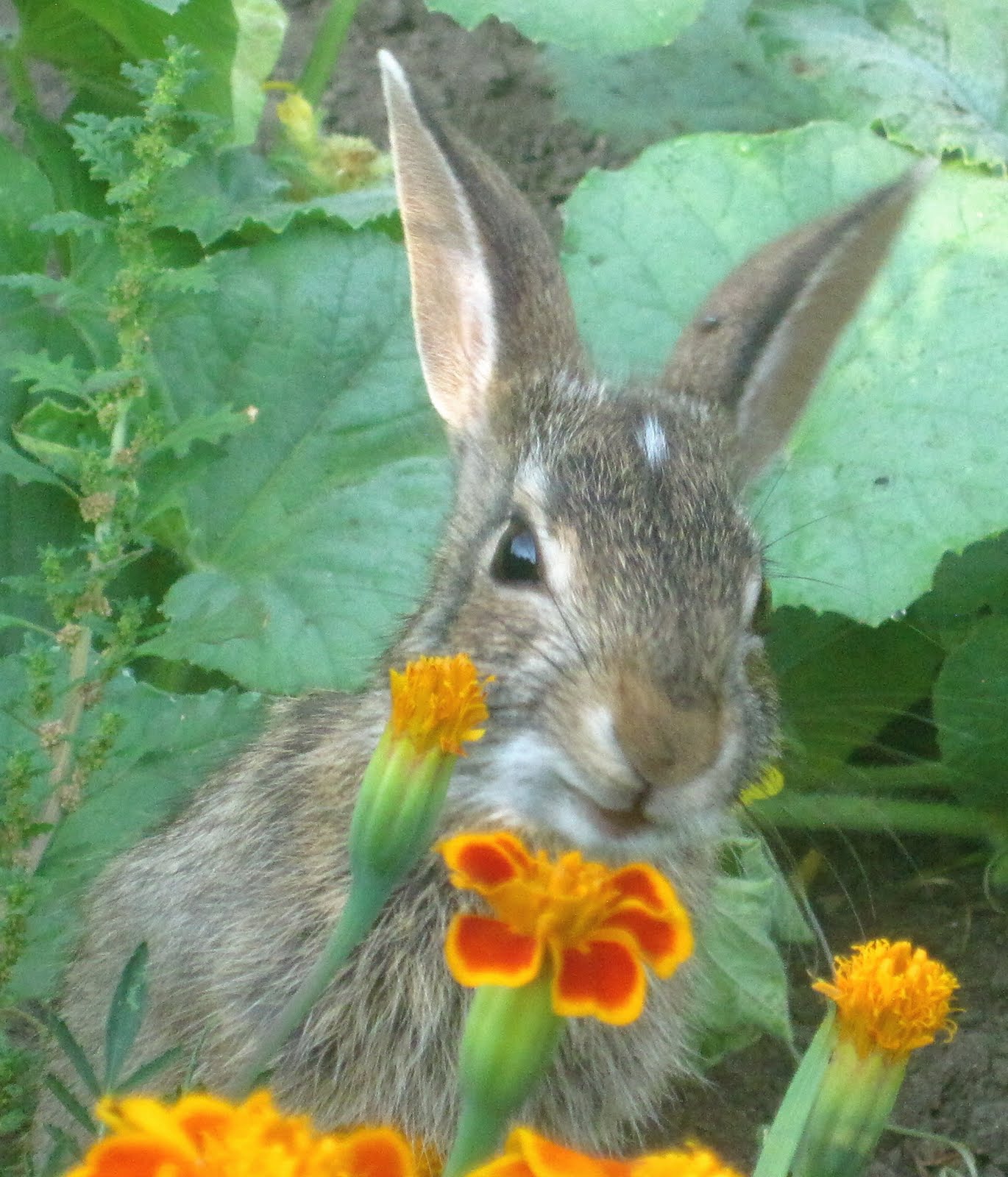 Painted Lady Fingers Bunny in the marigolds!