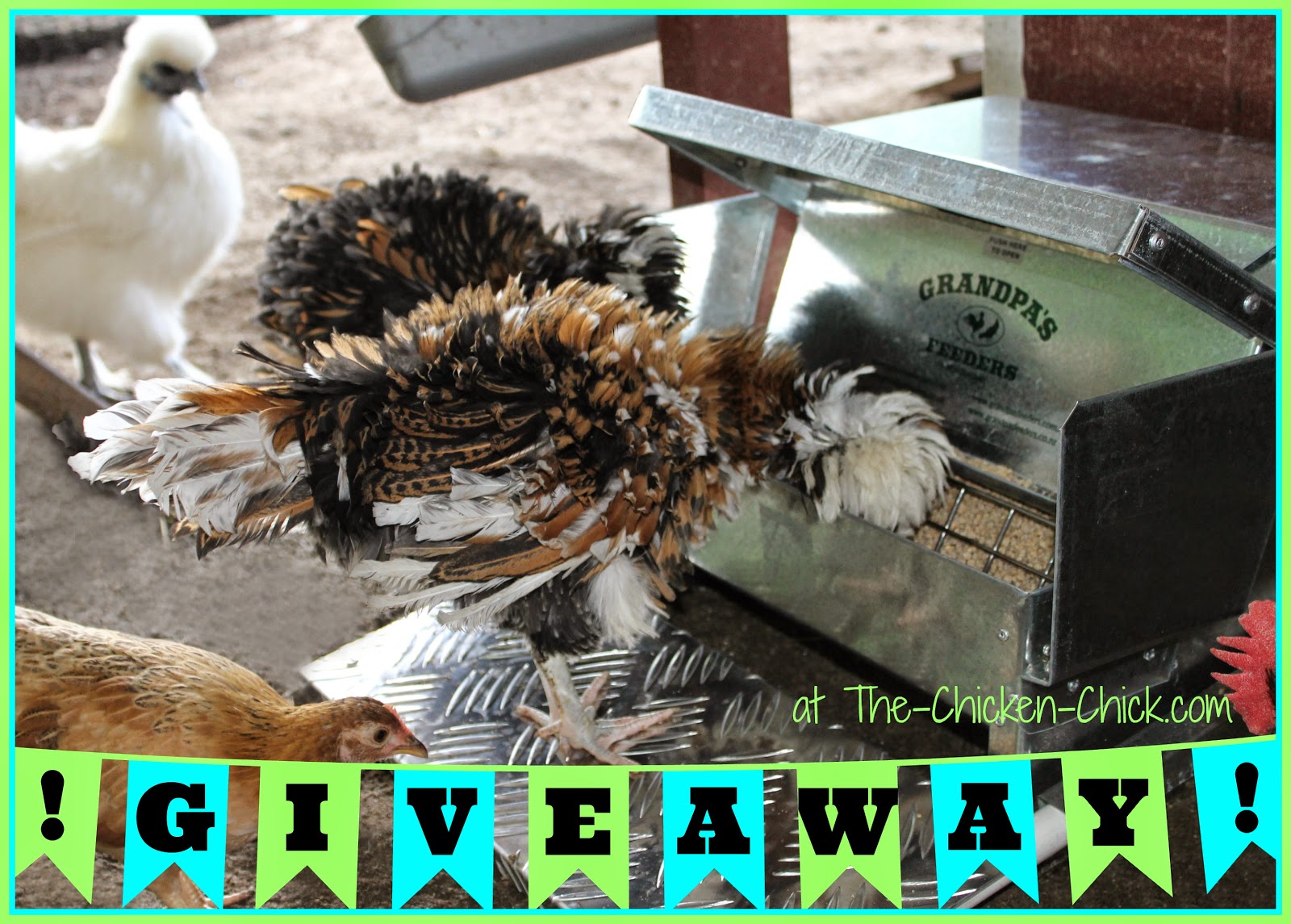 The Clever Chicks Blog Hop at The Chicken Chick® Grandpa's Feeders Giveaway at www.The-Chicken-Chick.com