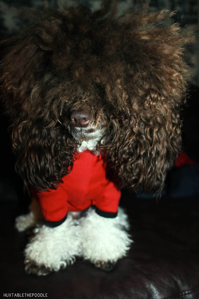 Huxtable The Poodle Toy Poodle Blog Parti Poodle American Apparel Dog Clothes Hoodies and