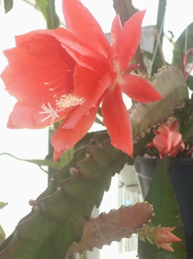 epiphyllum vermelha