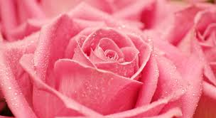 маски и лосьоны из лепестков роз