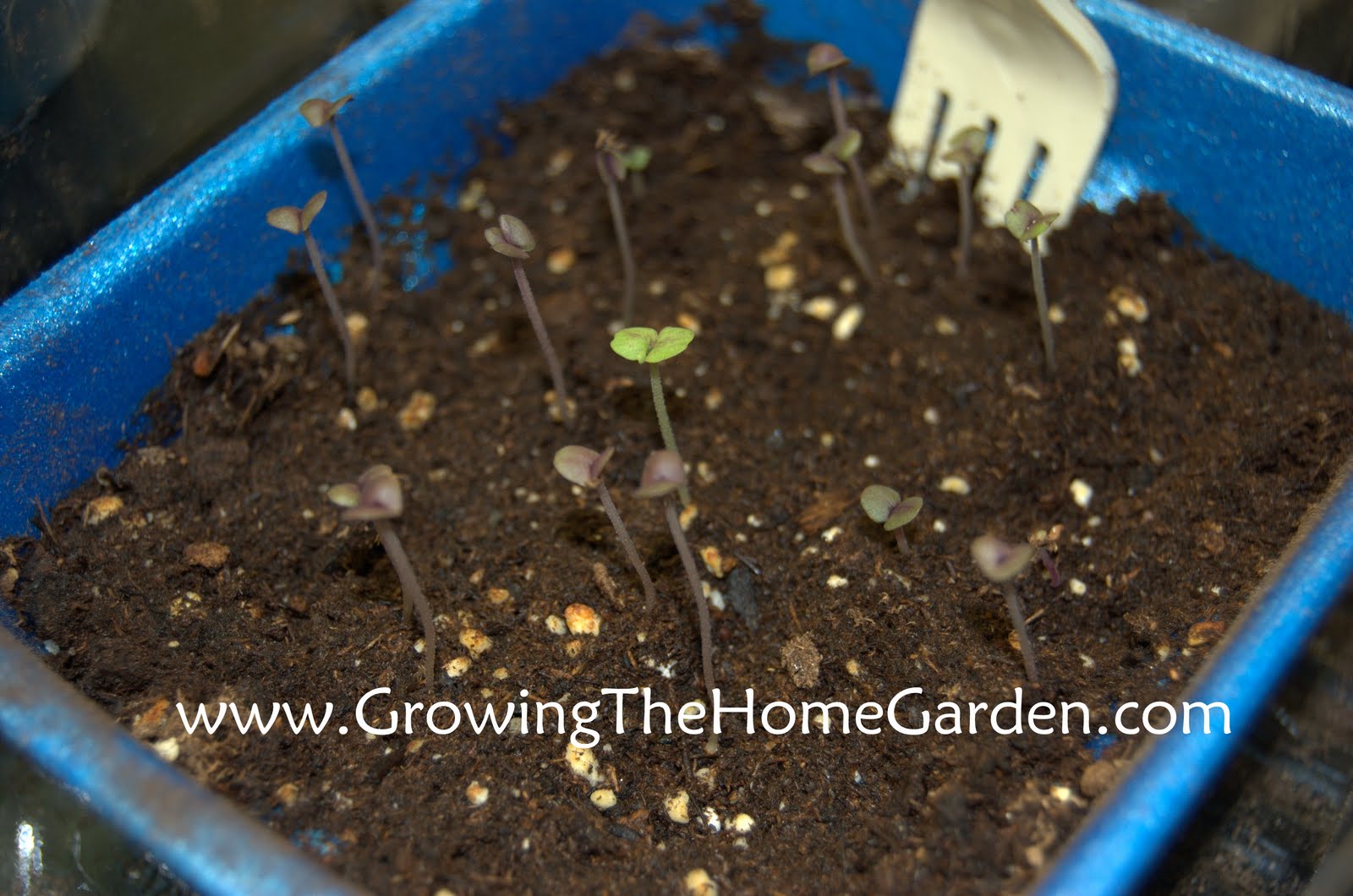basil seedlings clump together basil seedlings clump together
