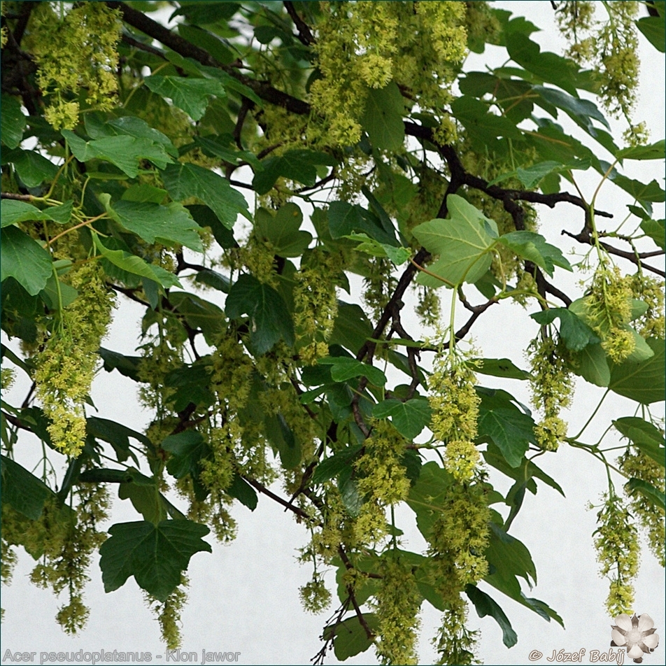 Acer pseudoplatanus flowers - Klon jawor kwiaty
