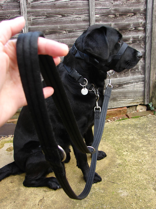 Are Dog Head Collars Cruel