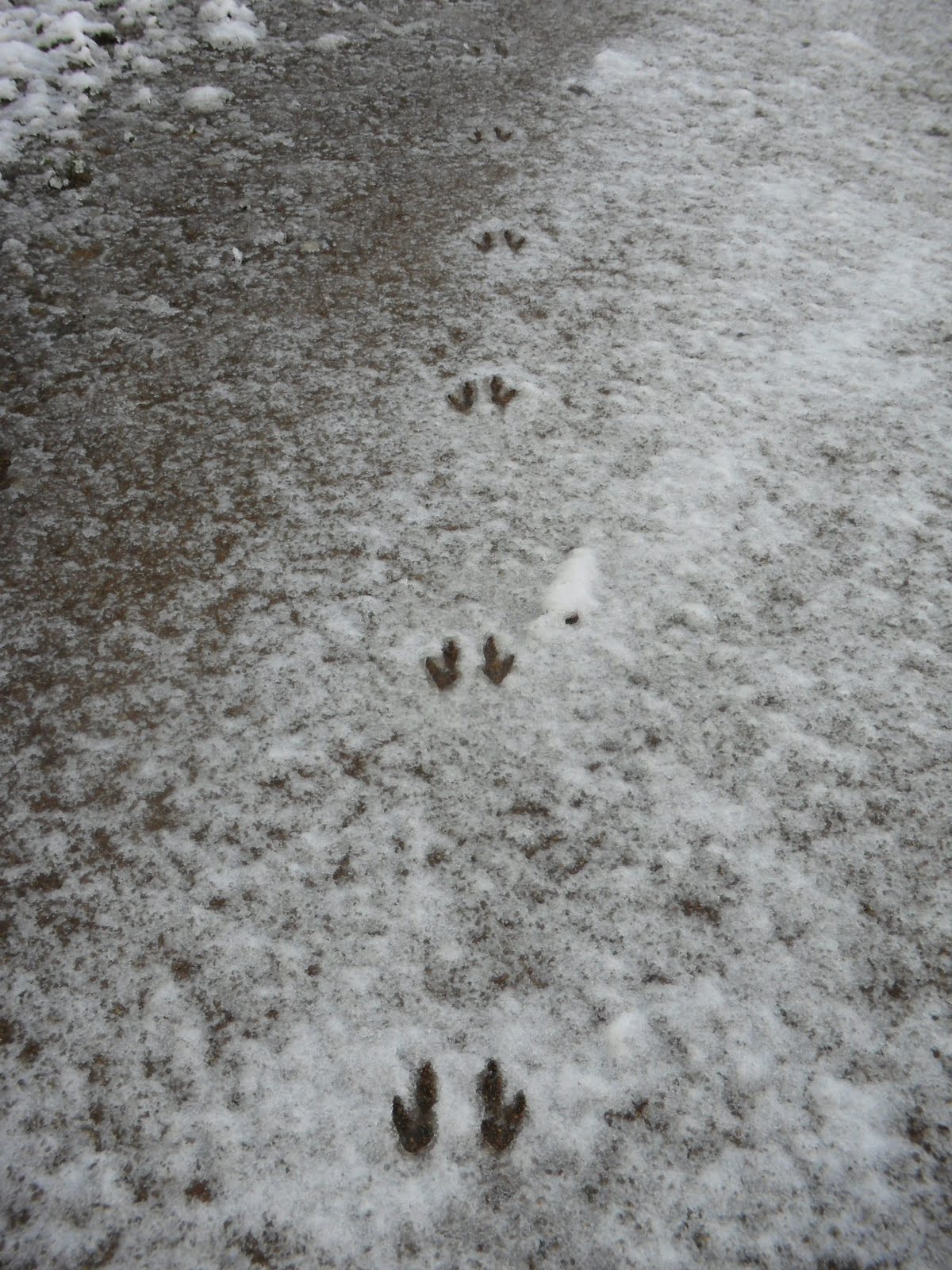 wallaby tracks sandals