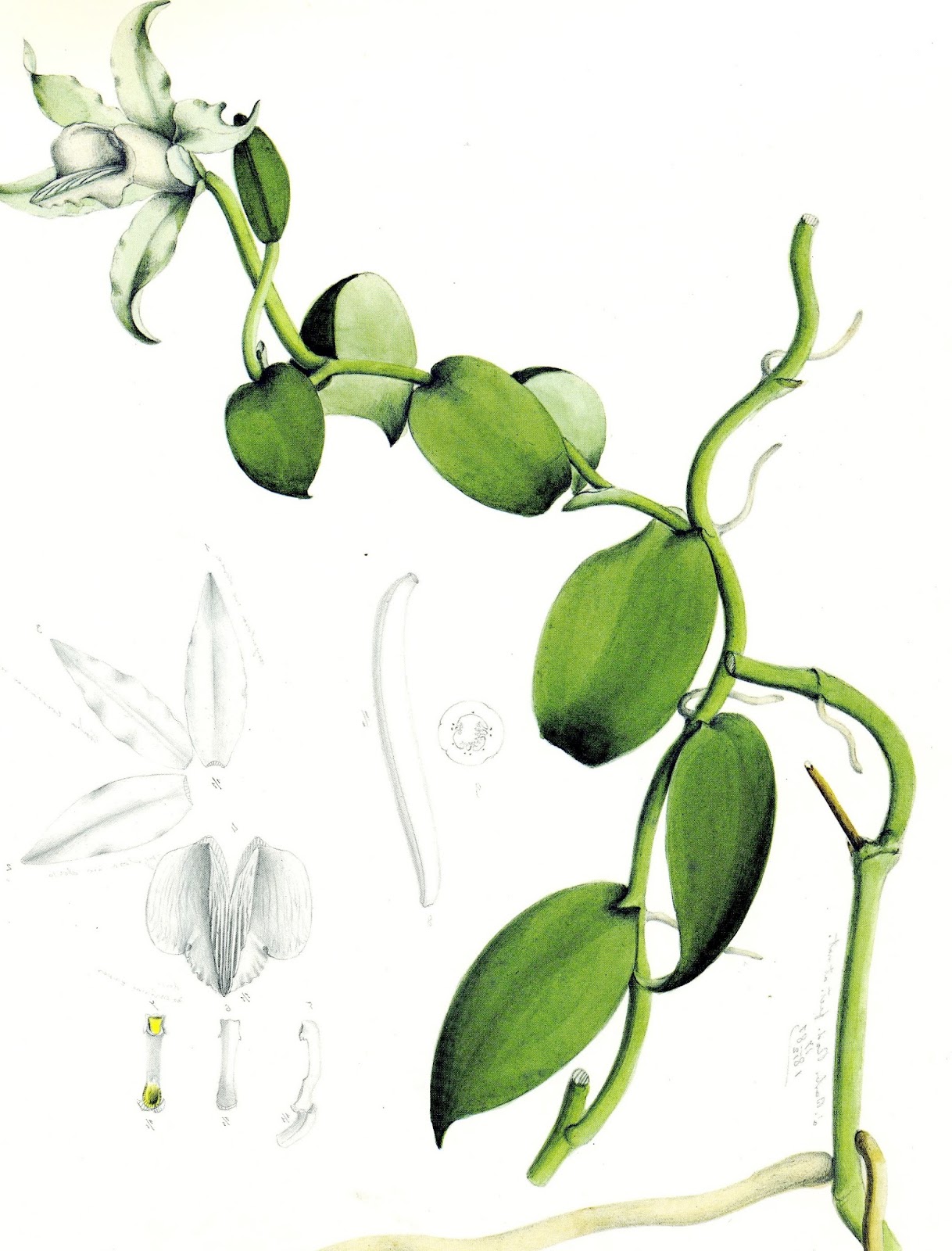 olímpia reis resque as orquídeas nos trópicos