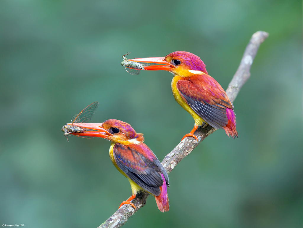 Burung Cantik Burung Udang Api Burung Cantik Burung Udang Api