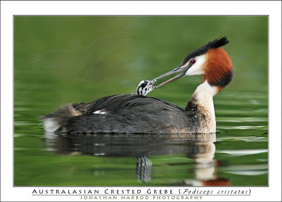Grebe Chick