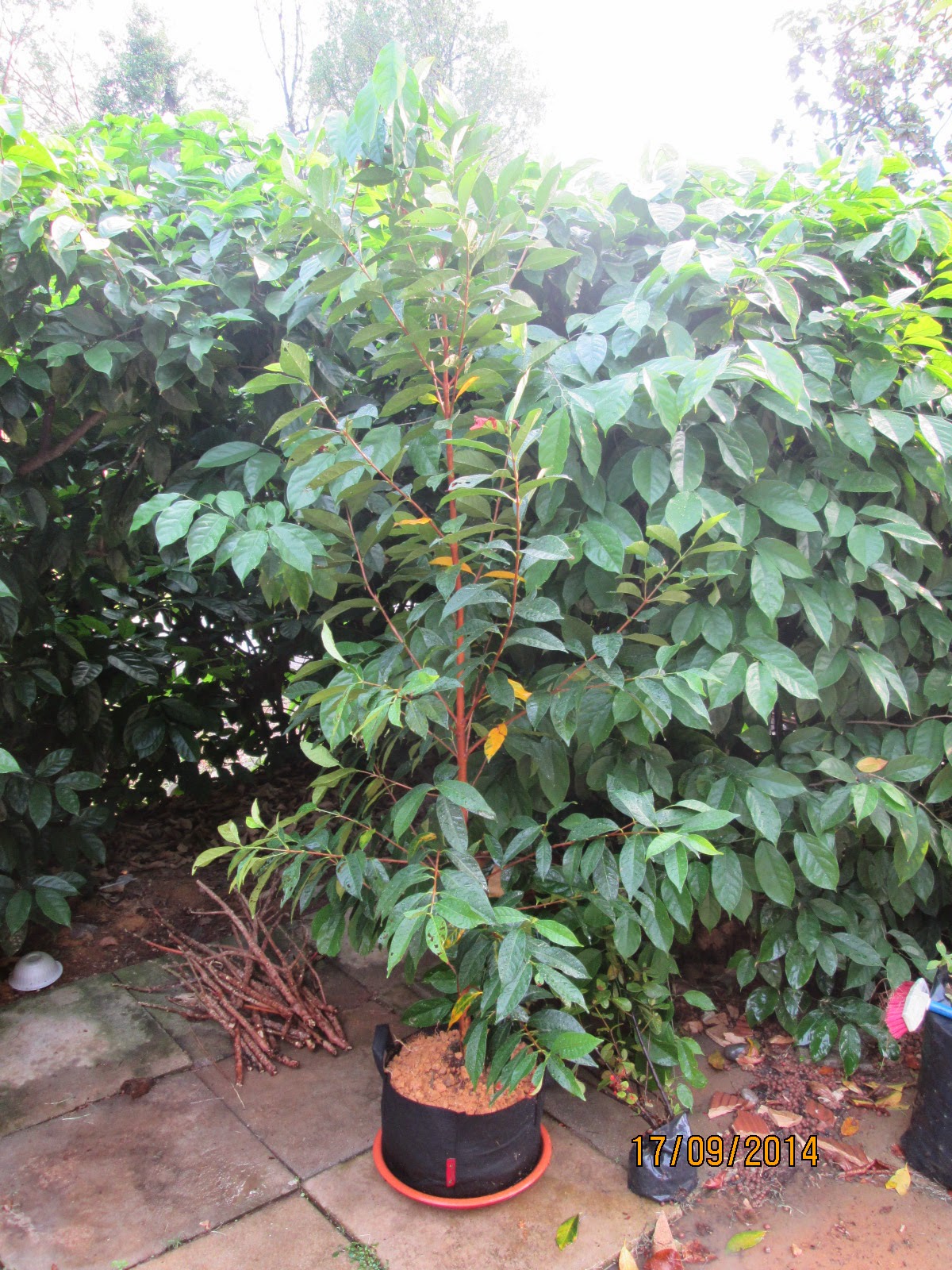 Ashitaba Plants 1 Plant 1 Feet Tall Ship In 1 Gal Pot Etsy