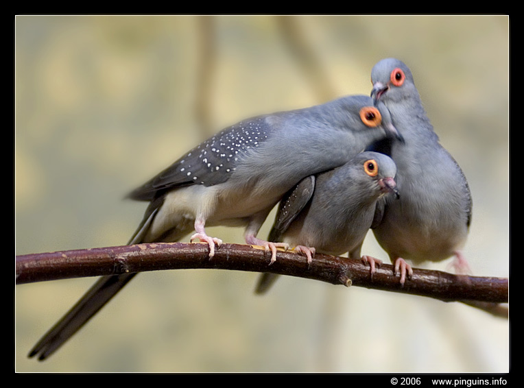 minyatur kumru renkler ve genetik