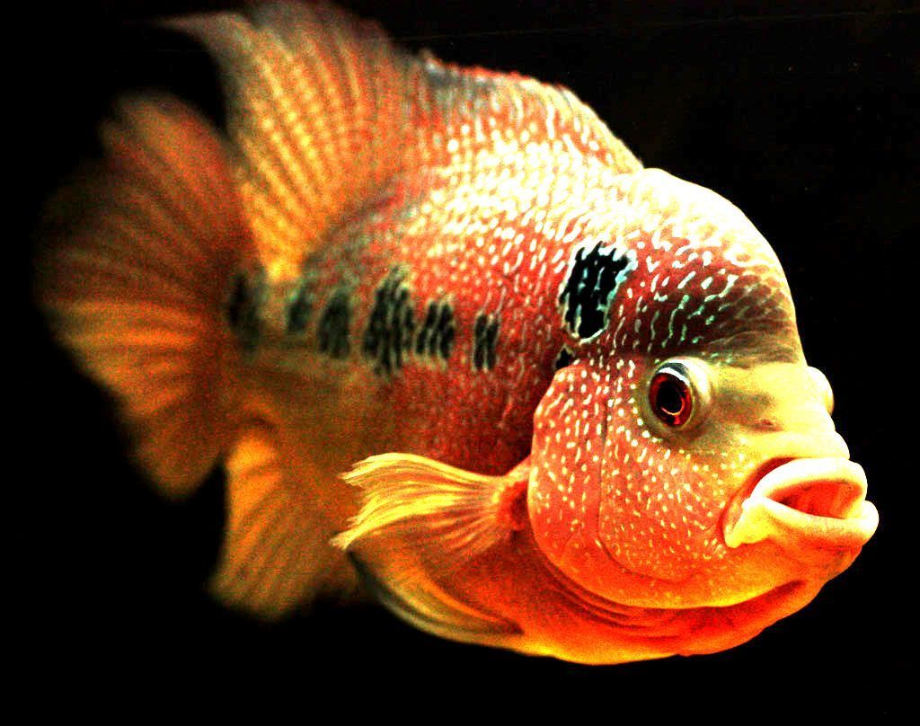 Unduh 2000 Wallpaper Bergerak Ikan Hias Paling Baru Unduh 2000 Wallpaper Bergerak Ikan Hias Paling Baru