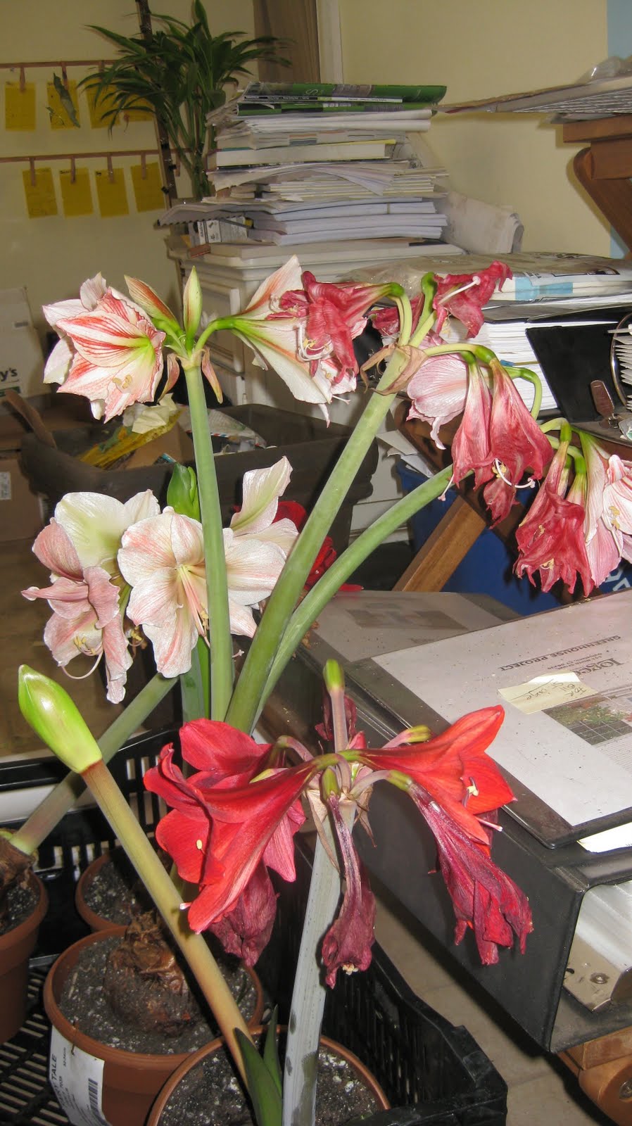 what to do with amaryllis after blooming