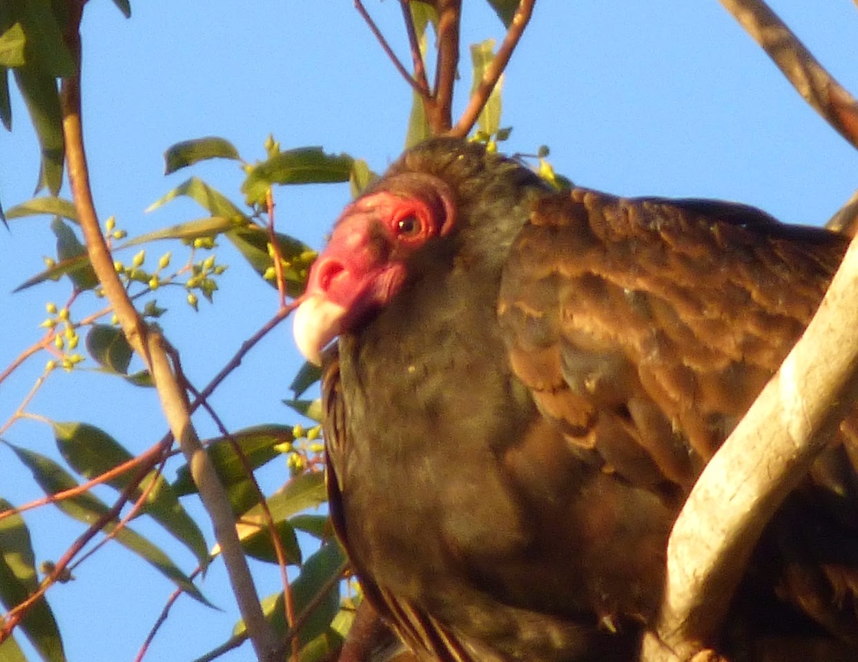 Geotripper's California Birds Bird of the Day Turkey Vultures at