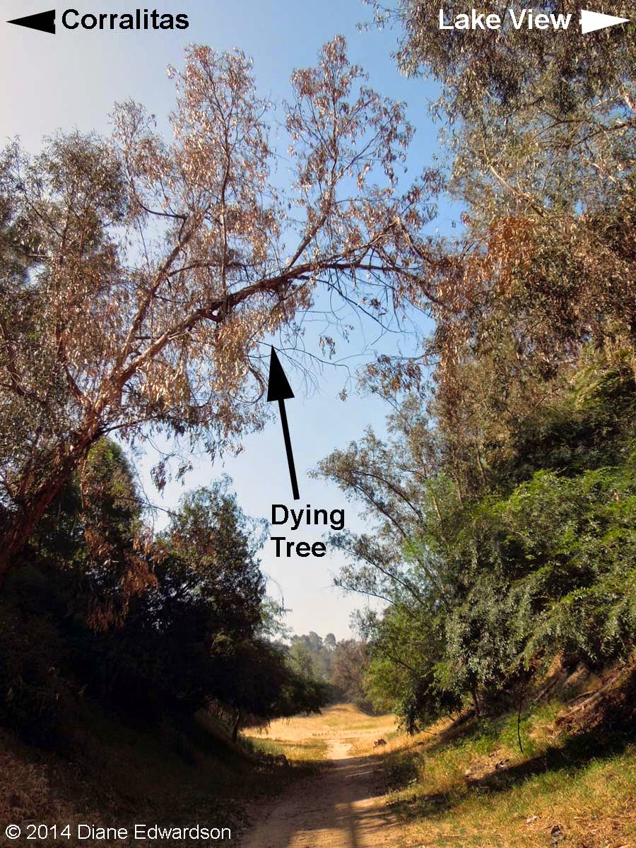 Corralitas Red Car Property Red Car Property Dead & Dying Eucalyptus