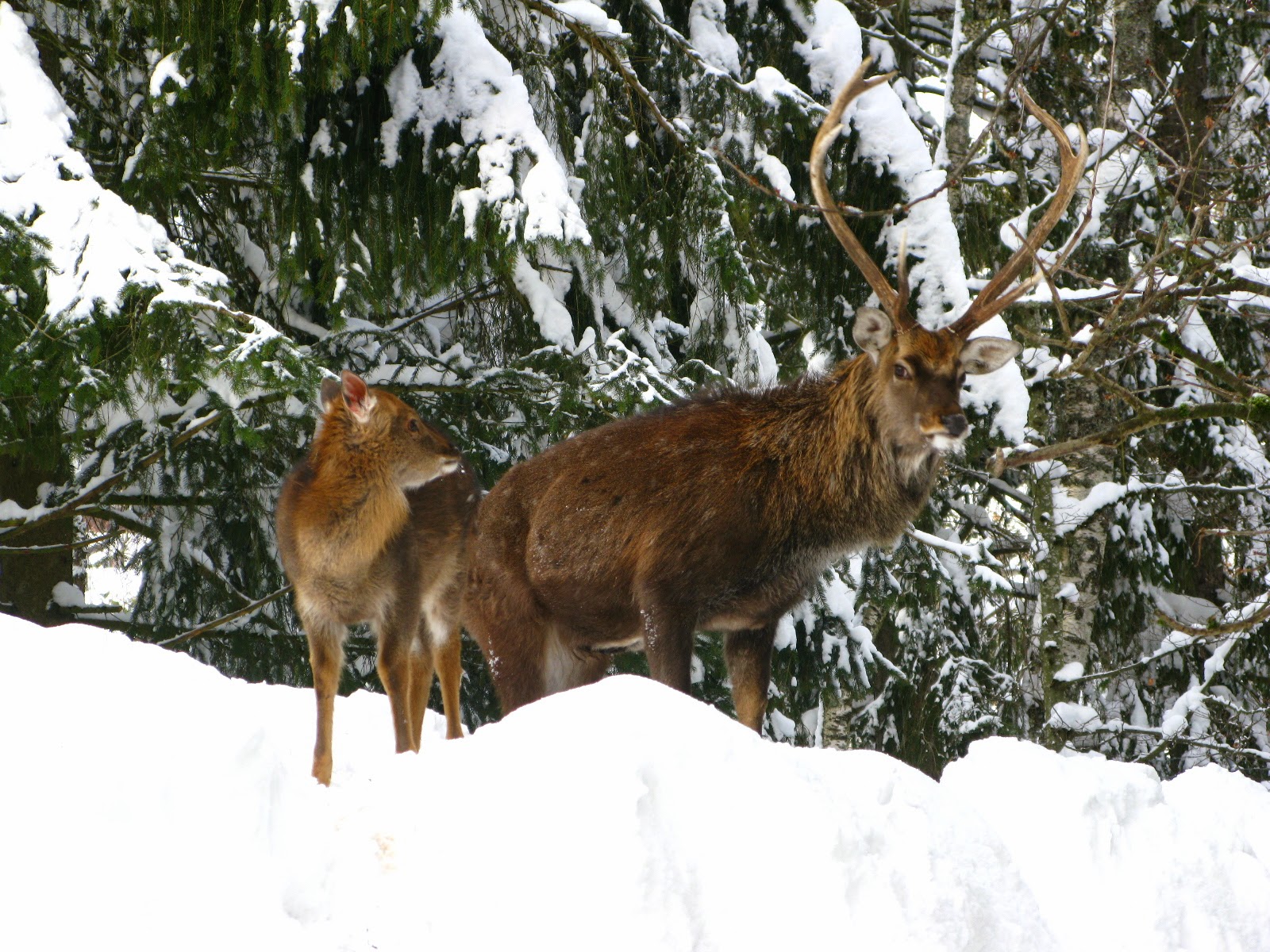 ames jumelles rencontre