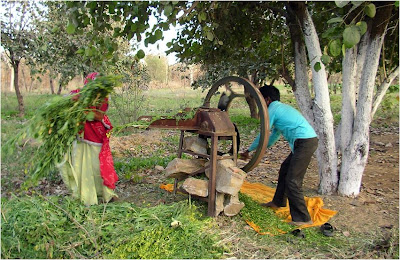 Farm activities at Nirvana organic farm near Jaipur, Rajasthan